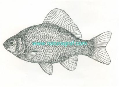 carassiuscarssius.jpg