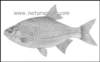 scardiniuserythrophthalmuscrvenperka_small.jpg